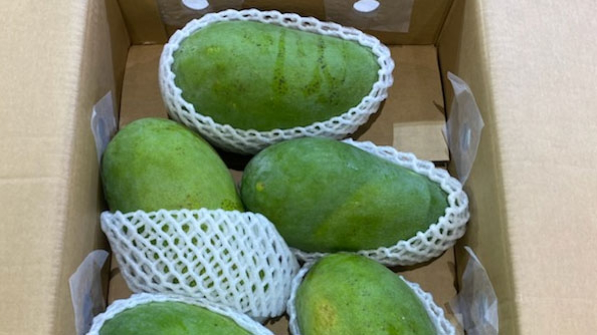 La mangue verte du Vietnam promue en Australie